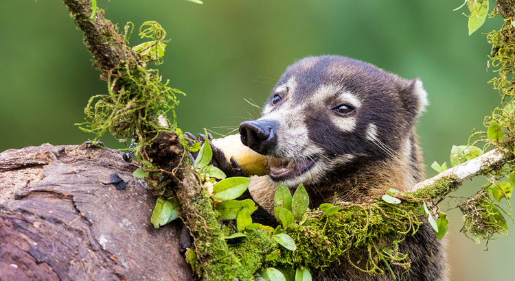 Costa Rica Nasenbär